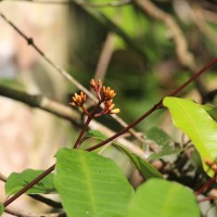 Cleghornia acuminata Wight